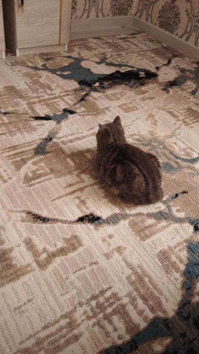 Кошка 6 месетцов