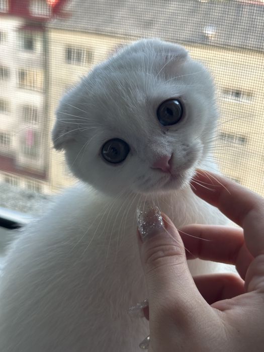 Scottish Fold alb