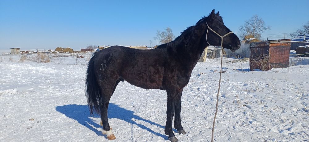 обмен смена крови