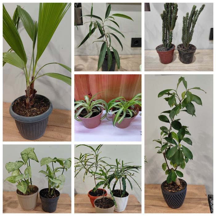 Комнатные растения