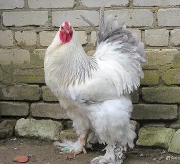 Brama tuxumlari sotiladi