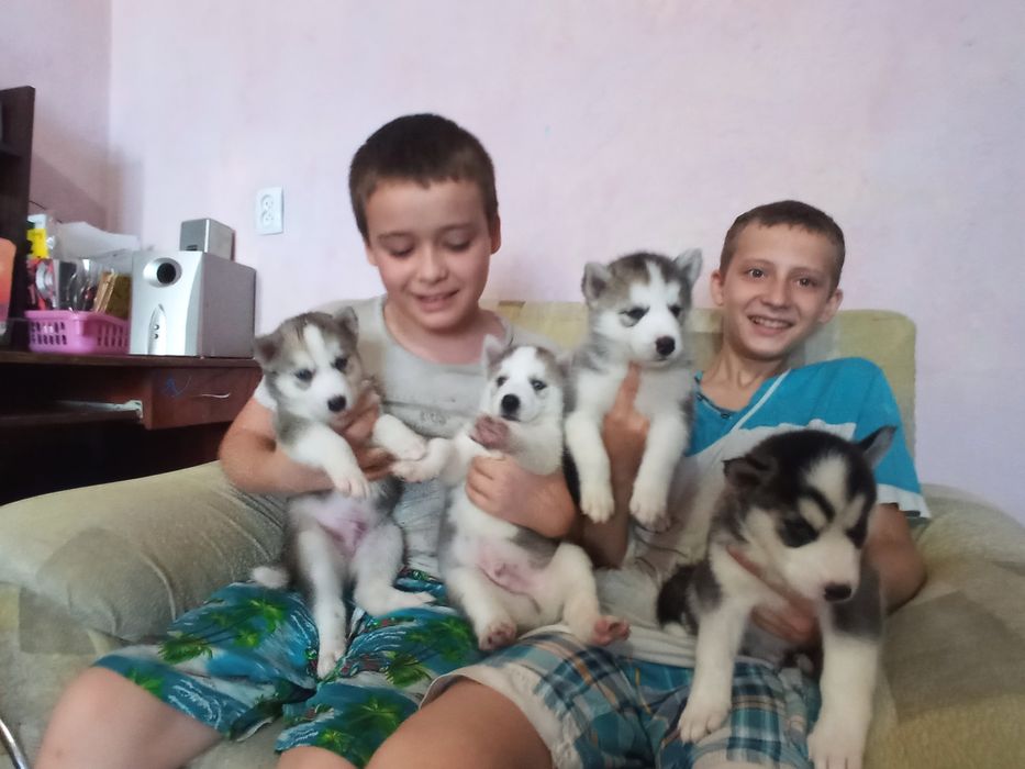 Щенки Хаски один месяц