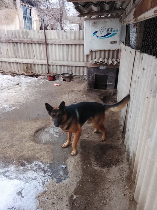 Продам собаку овчарка.