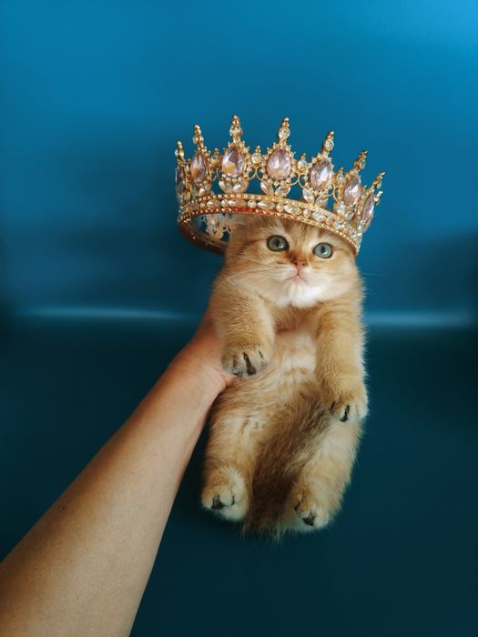 Котята Золотые Шиншиллы