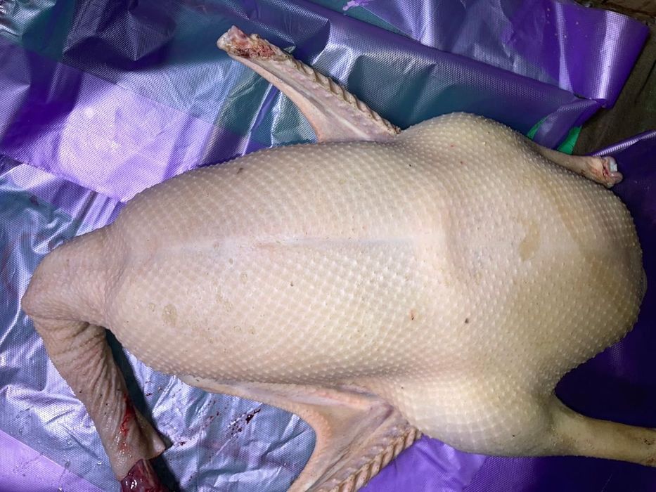 Мясо гусей / Гуси