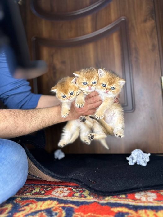 Золотистый шиншилла котёнок