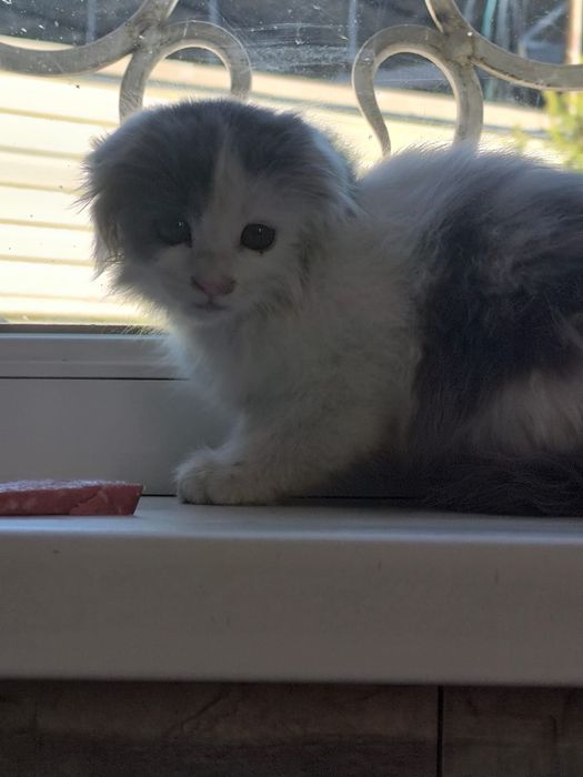 Котенок бесплатно