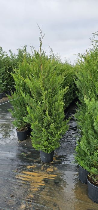 Tuia leylandi ( chamaecyparis) pon pon - spirala-