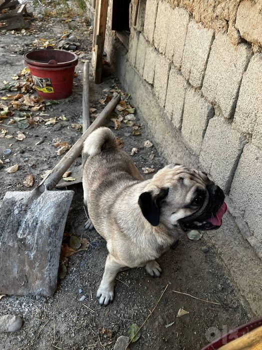 Mops собака дамашний
