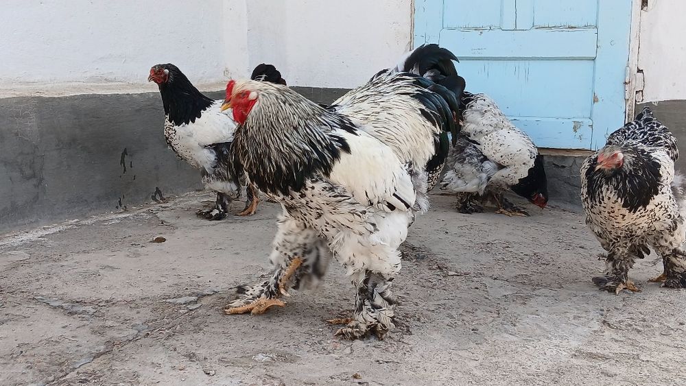 Tuxumlariga zakas olamiz