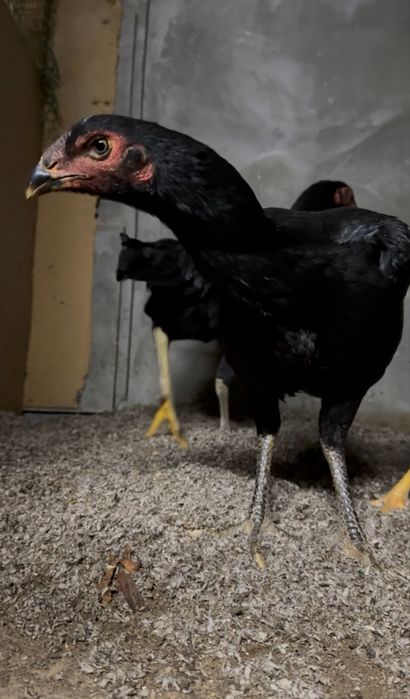 Dakan,makyon,жожа,joja,tovuq,макёнлар,товук,bobo jojalar,жожа,жожалар