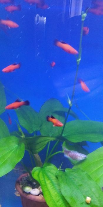 Продам флаговых меченосцев берлинских. Молодь.