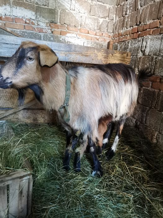 Capre Alpină de Banat