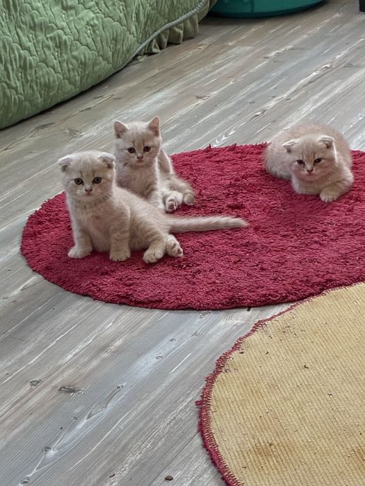 Pisici scottish fold si scottish straight