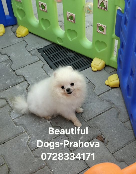 Mascul Pomeranian