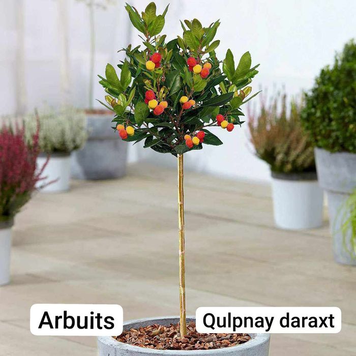 Banan kivi galubika avakado mango zaytun arbuts kadsura