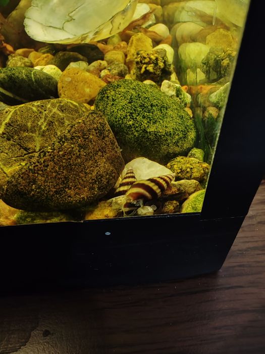 Продам Хелены улитки