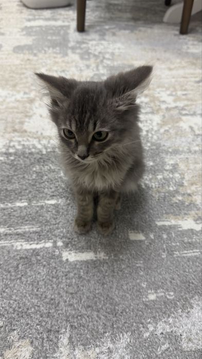 Продам котенка Алматы