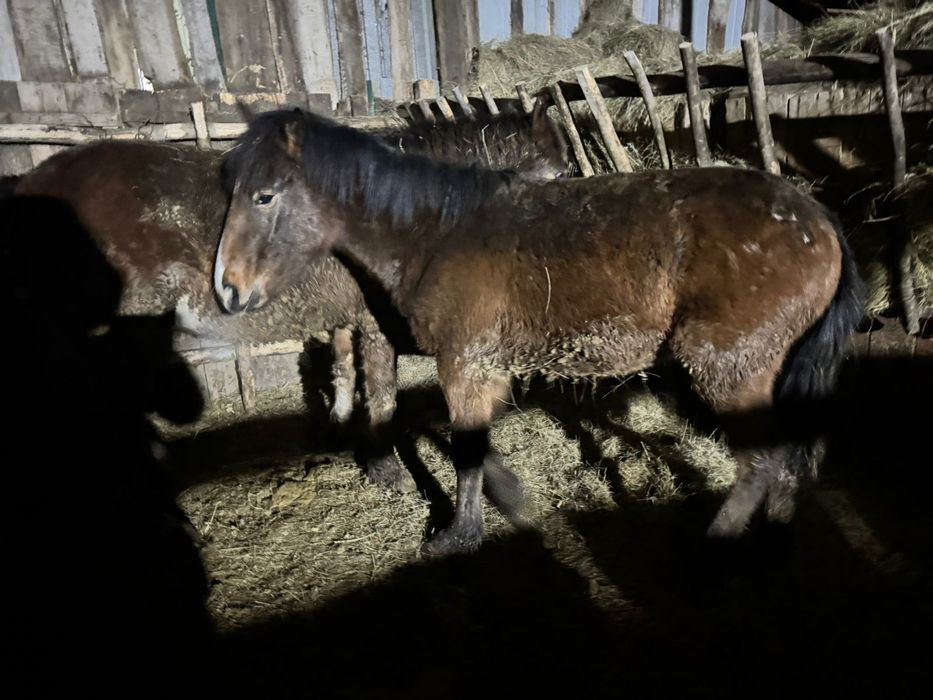 Продам тайлар с откорма