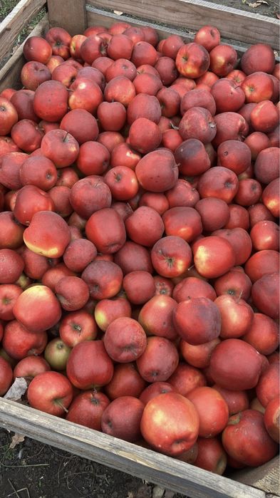 Vand mere pentru consum