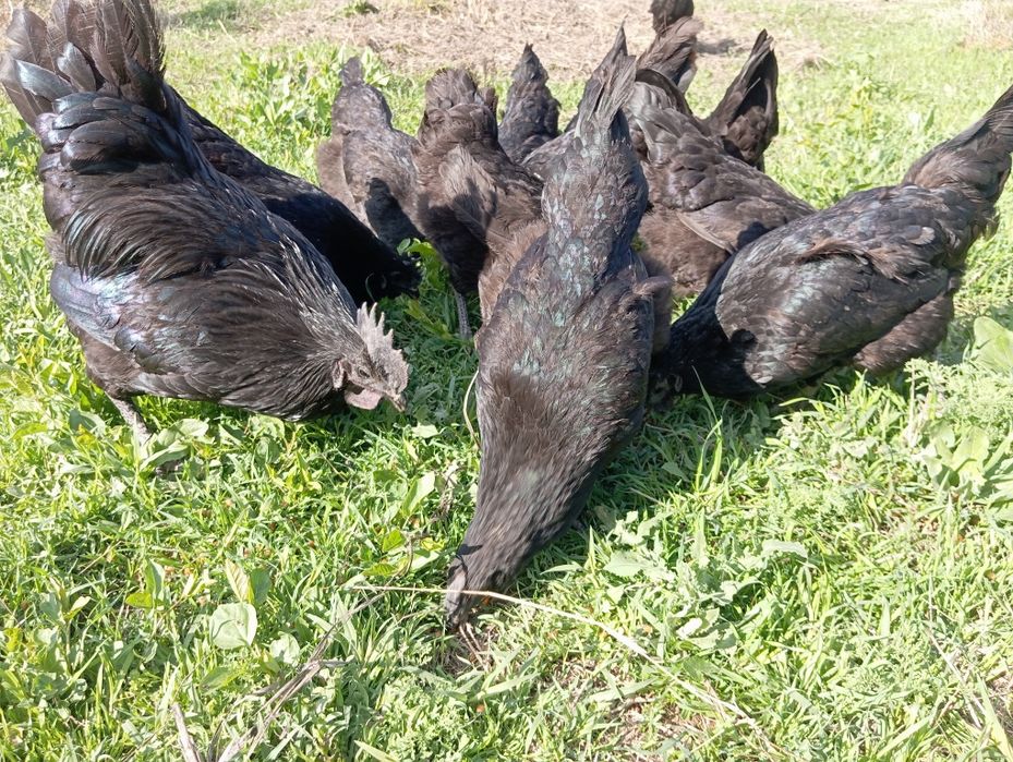 Uxaylyu Oʻhaelu tuxum, tuxumlari sotiladi