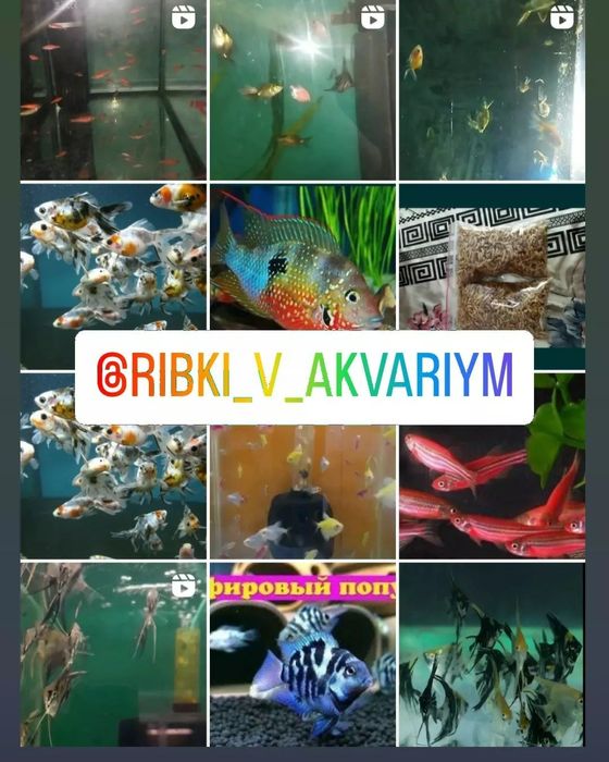 Продажа рыбок в аквариум