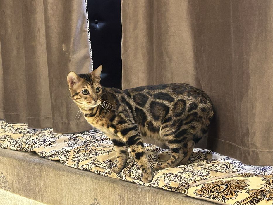 Бенгальская кошка