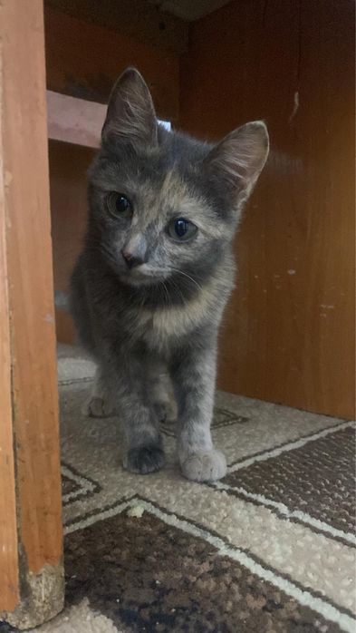 Отдам в хорошие руки кошечку