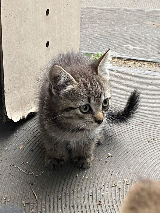 Отдам котят в хорие руки