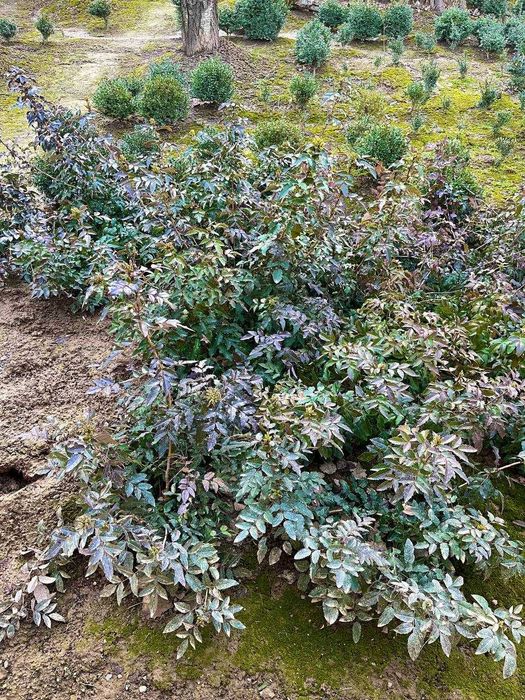 Magoniya ko’chati, dub sensa, sosna (krimskiy) sensa, shamshod