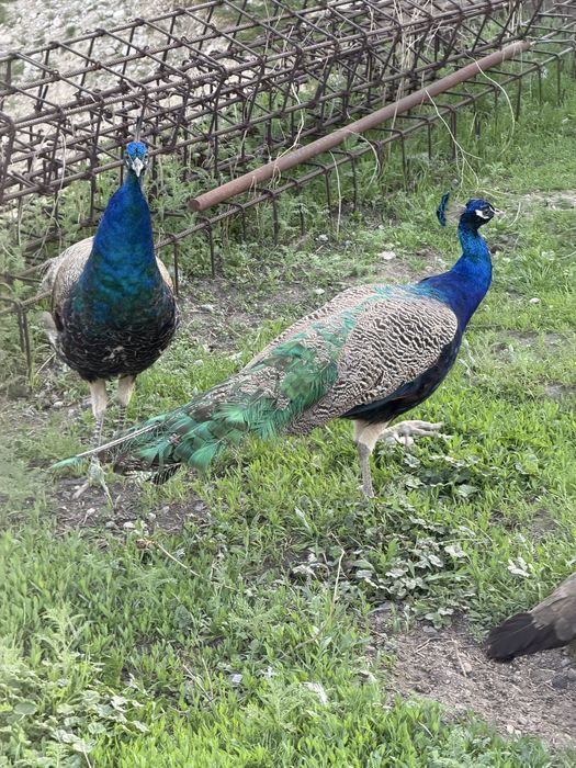Продам павлина 3 года