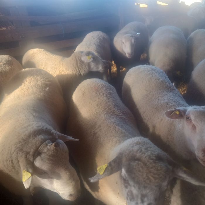 Oi texel de tinut de vanzare