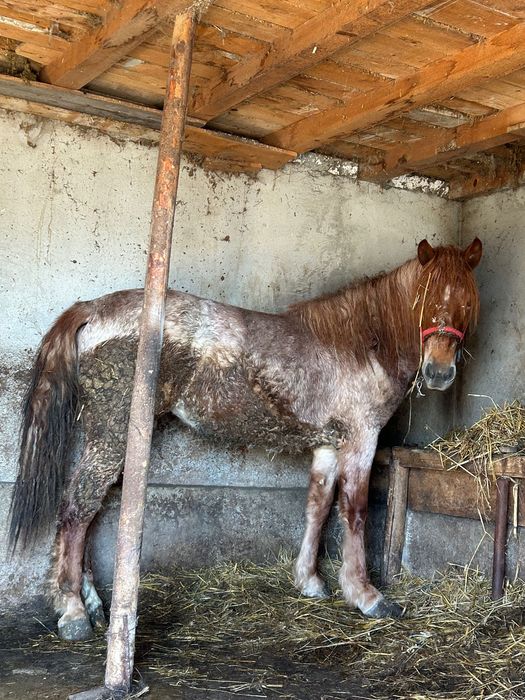Vând mânză sau schimb