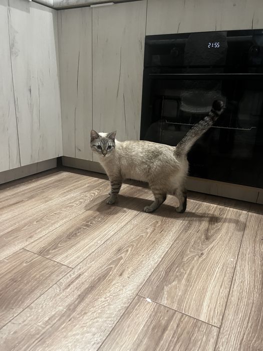 Отдам кошку породистую