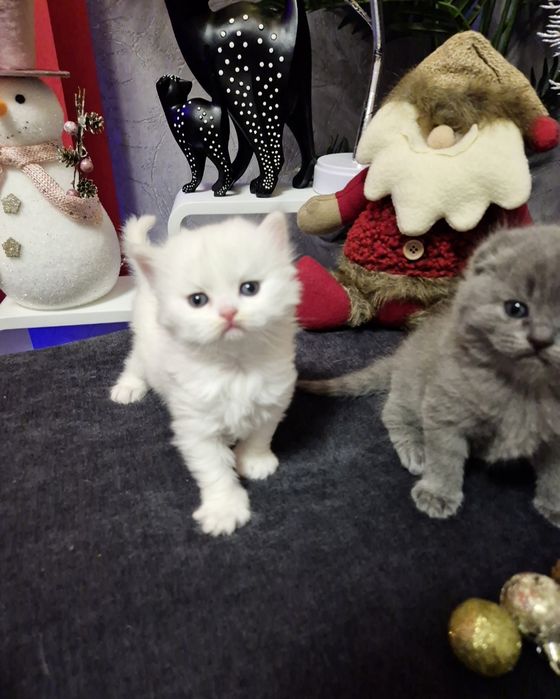 Шотландски котенца