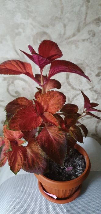 Колеусы Аvatar,Hana,Perila и др.