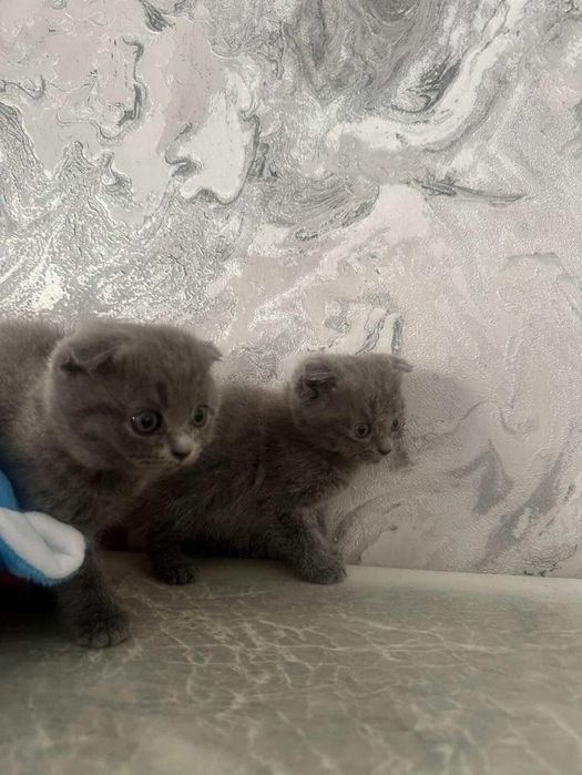 Мушукчала сотилади скотиш фолд тоза зотли