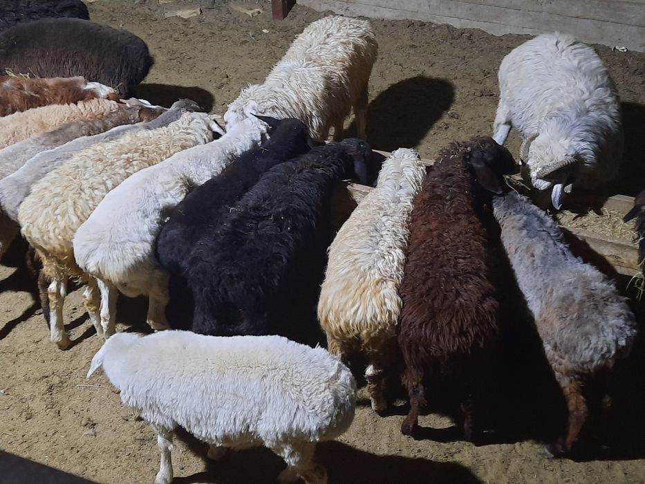 Кой токты тусак кошкар