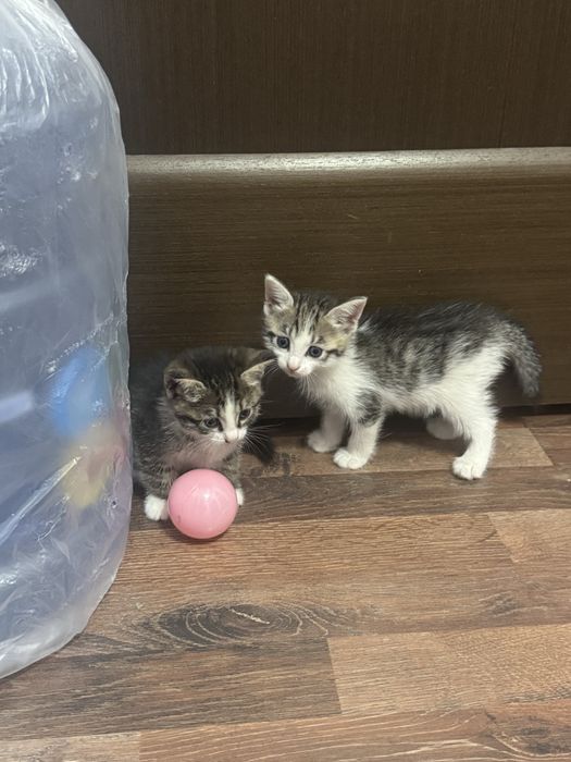 Отдам котят в добрые руки