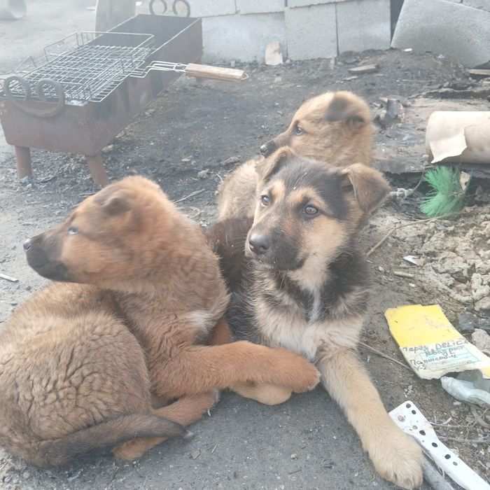 Щенки немецкой Овчарки