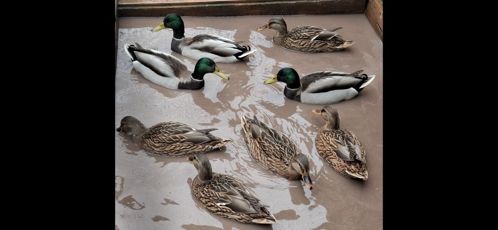 Rate salbatice 2025 inelate