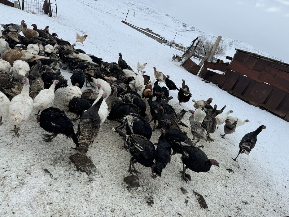 Индюктер сатылады