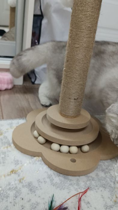 Продаётся кошка шотландская.
