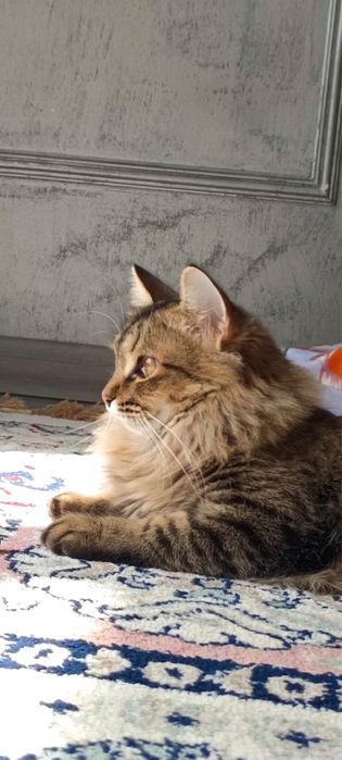 кошка стерилизованная