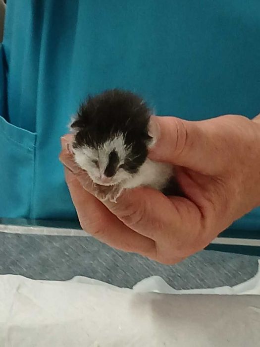 adoptie pui pisica de 1 saptamana pentru alaptare