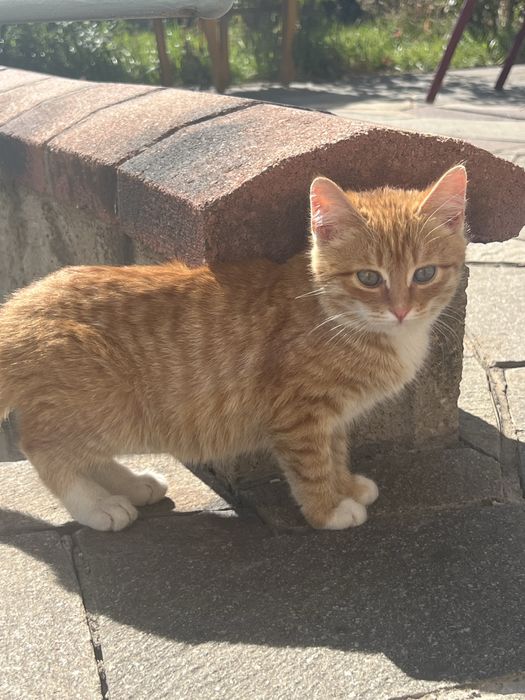 Отдадим в добрые руки бесплатно