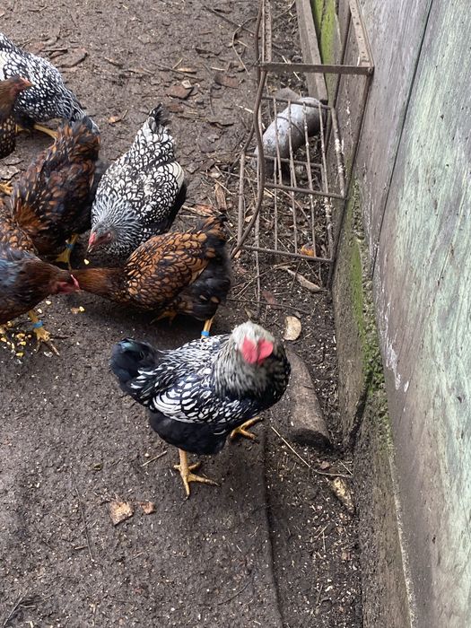 De vanzare cocosel de 7 luni wiandotte