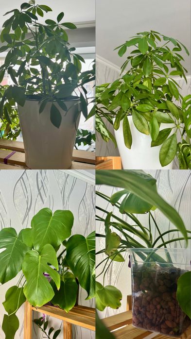 Продам цветы срочно