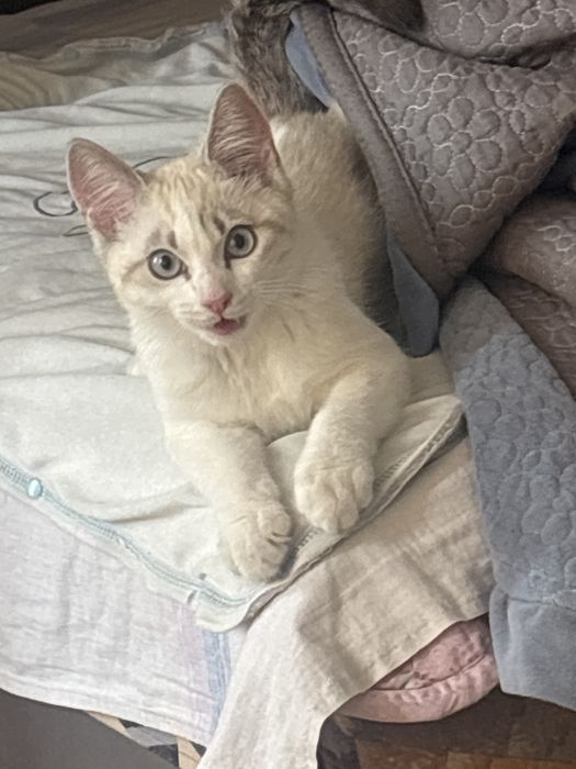 отдам котенка добрые руки домашняя