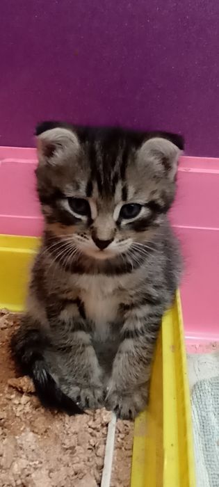 Продам котят скоттиш-фолд